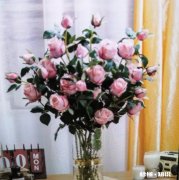 都六月份了，我的几盆玫瑰花还没有开花，为什么