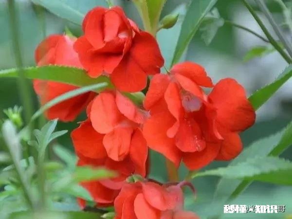 都六月份了,我的几盆玫瑰花还没有开花,为什么