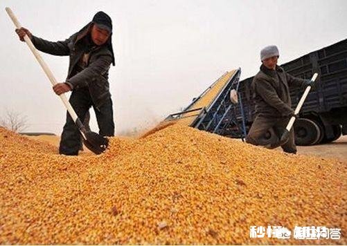 元宵节过后玉米的价格还能涨吗