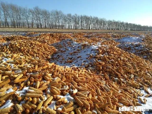 元宵节过后玉米的价格还能涨吗