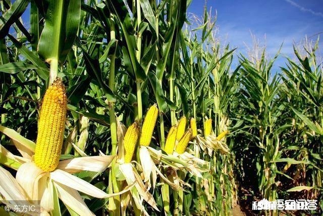 元宵节过后玉米的价格还能涨吗