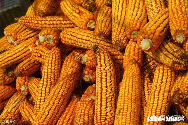 元宵节过后玉米的价格还能涨吗