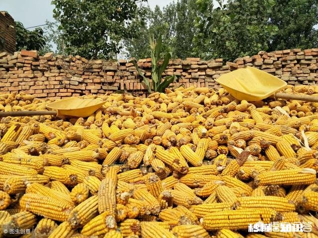 元宵节过后玉米的价格还能涨吗