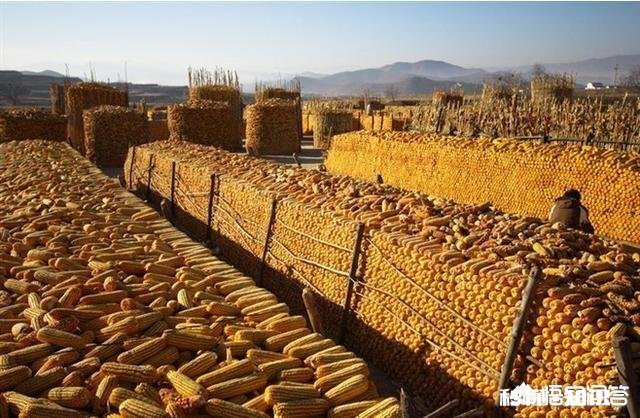 元宵节过后玉米的价格还能涨吗