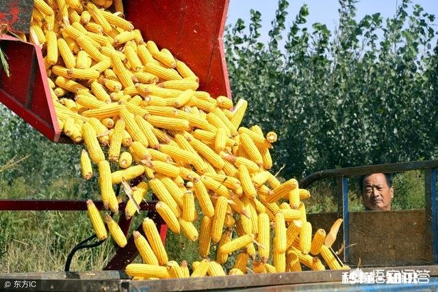 元宵节过后玉米的价格还能涨吗