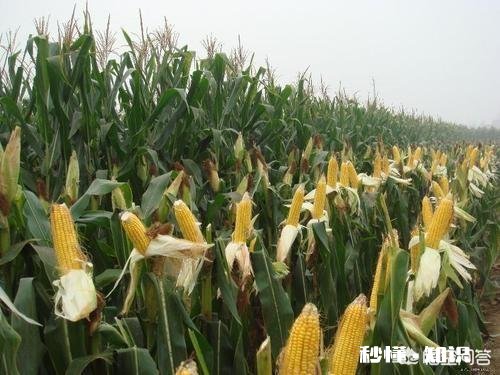 元宵节过后玉米的价格还能涨吗