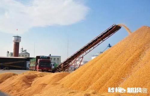 元宵节过后玉米的价格还能涨吗