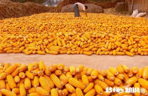 元宵节过后玉米的价格还能涨吗