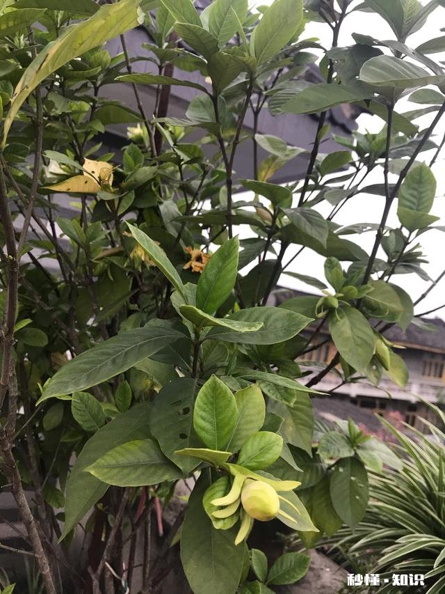 为什么栀子花的花苞都掉了,而且打不开花