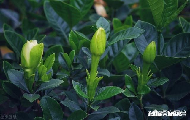 为什么栀子花的花苞都掉了,而且打不开花