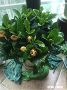 为什么栀子花的花苞都掉了，而且打不开花