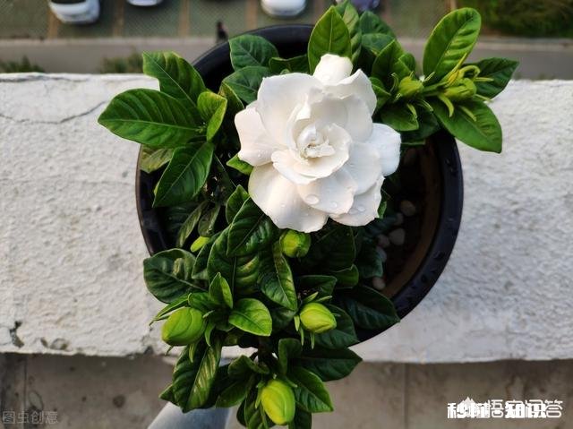 为什么栀子花的花苞都掉了,而且打不开花