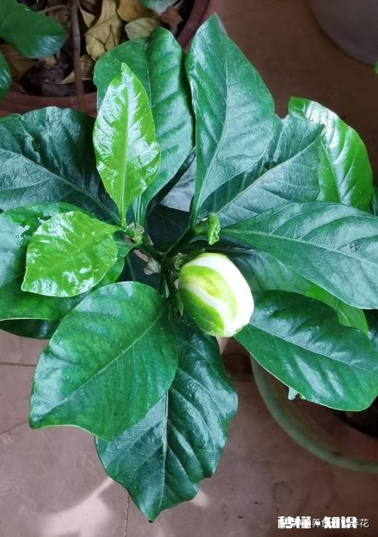 为什么栀子花的花苞都掉了,而且打不开花