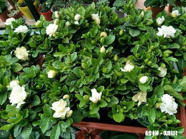 为什么栀子花的花苞都掉了,而且打不开花