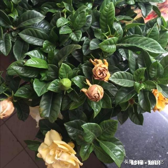 为什么栀子花的花苞都掉了,而且打不开花