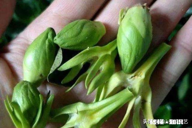 为什么栀子花的花苞都掉了,而且打不开花