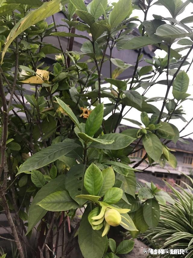 为什么栀子花的花苞都掉了,而且打不开花