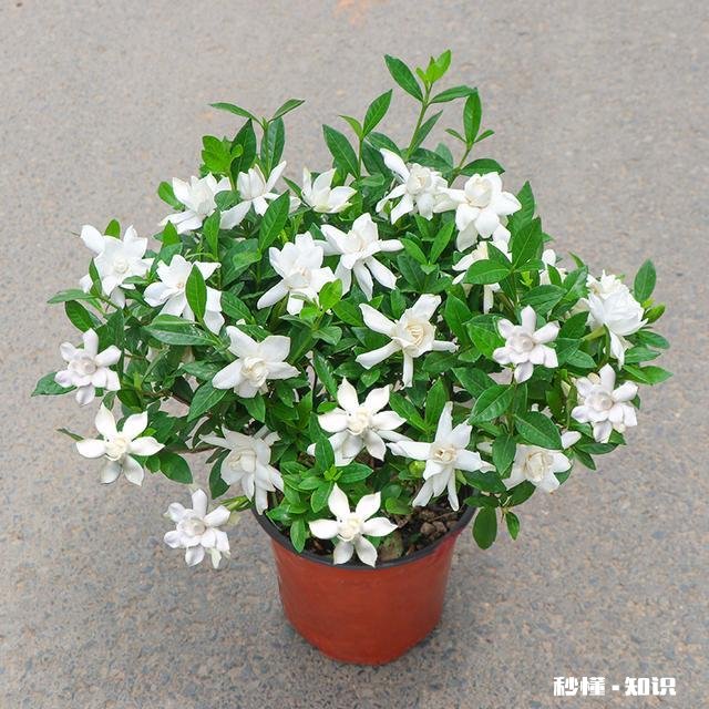 为什么栀子花的花苞都掉了,而且打不开花