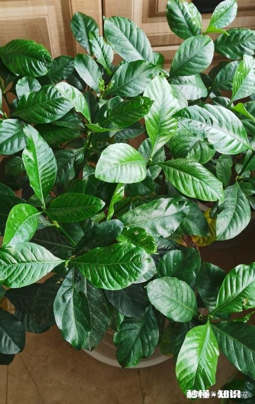 为什么栀子花的花苞都掉了,而且打不开花