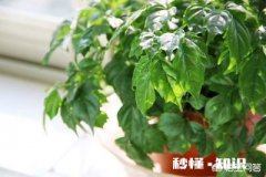 盆栽的幸福树为什么一直落叶