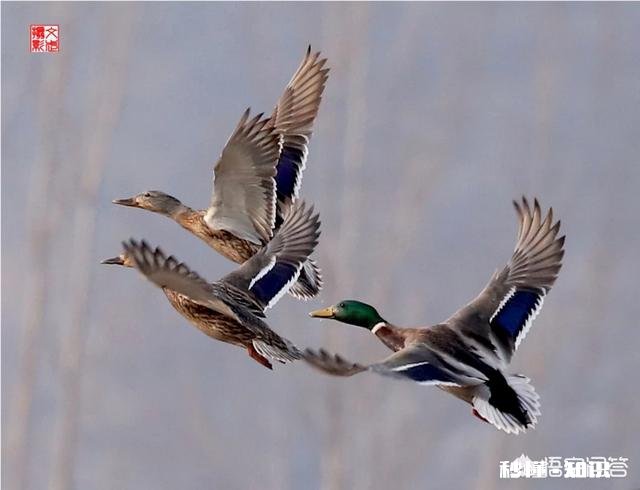 什么样的摄影作品具备“市场价值”摄影人如何拍摄出具备“市场价值”的摄影作品呢