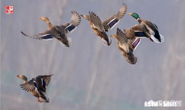 什么样的摄影作品具备“市场价值”摄影人如何拍摄出具备“市场价值”的摄影作品呢
