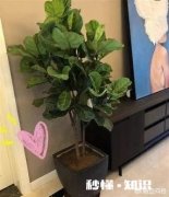 盆栽的琴叶榕最近为什么老是落叶儿