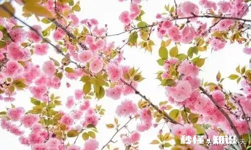 想放下，却抵不住席卷而来的思念，该怎么办