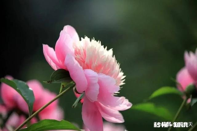 想放下，却抵不住席卷而来的思念，该怎么办