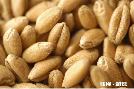 麸皮是小麦的壳吗