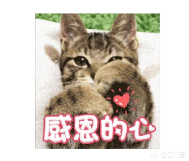 学生应该怎样挑老师的毛病