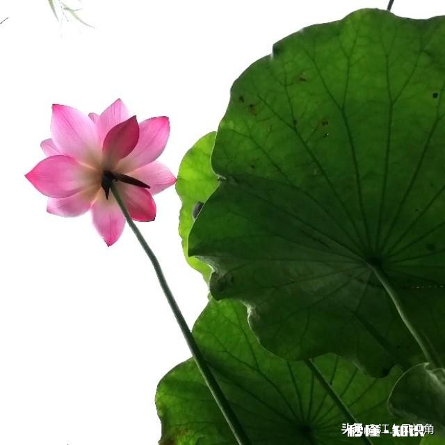 如何以天空为背景拍摄荷花