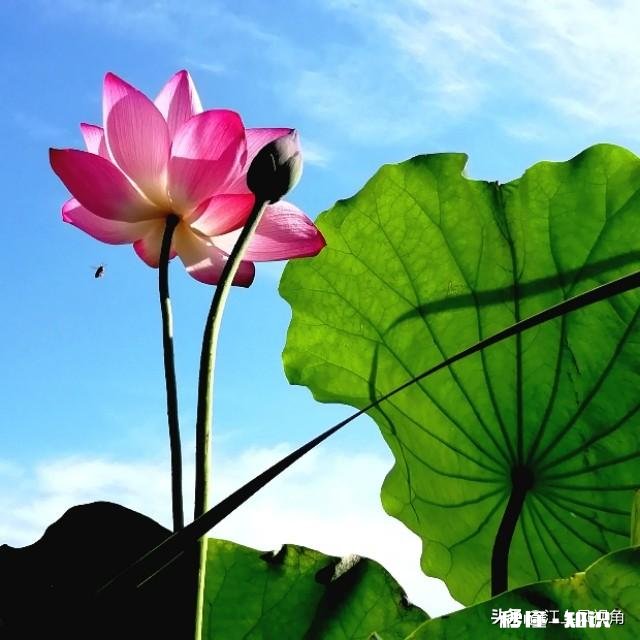 如何以天空为背景拍摄荷花