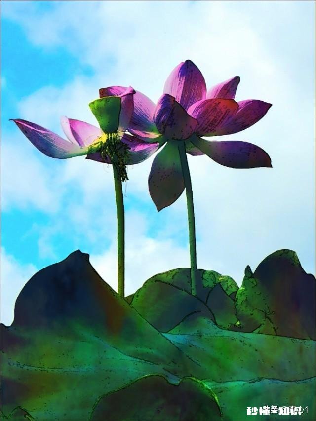 如何以天空为背景拍摄荷花