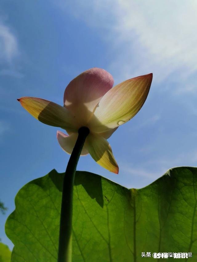 如何以天空为背景拍摄荷花