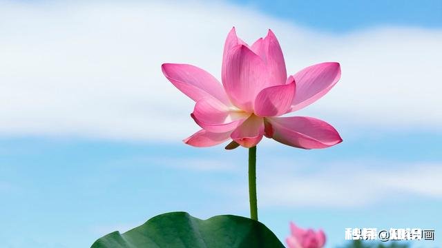 如何以天空为背景拍摄荷花
