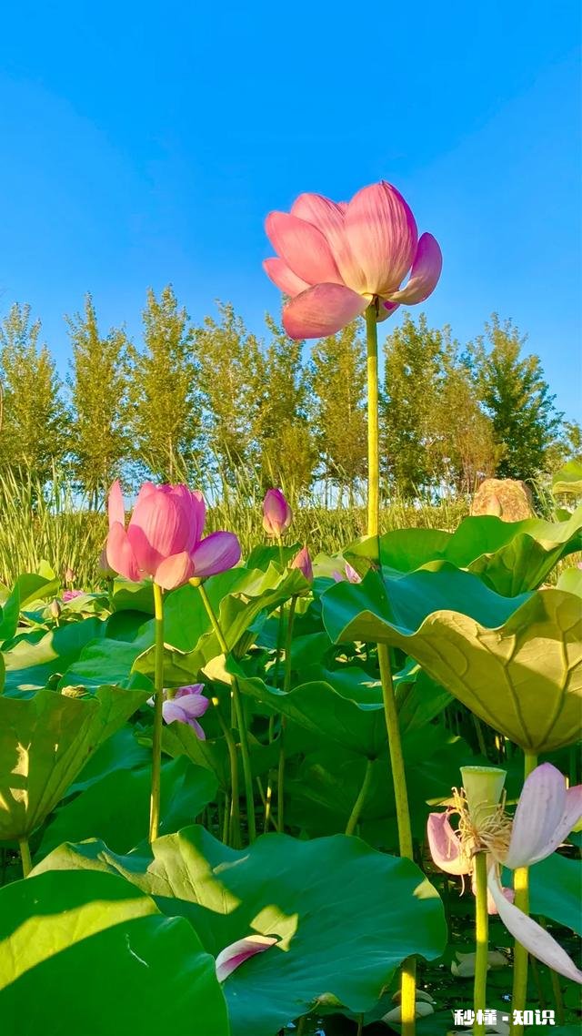 如何以天空为背景拍摄荷花