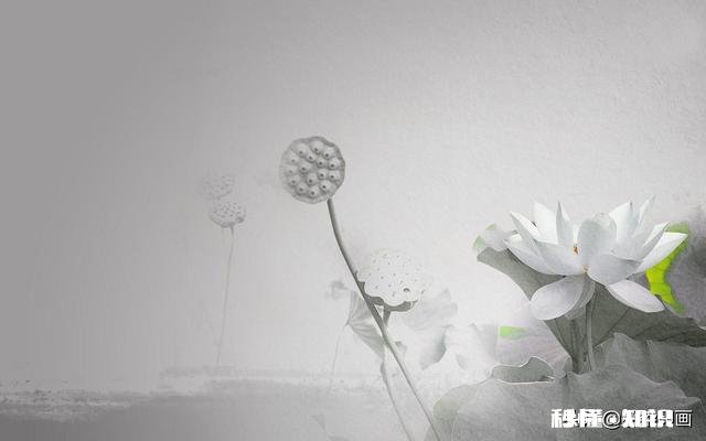 如何以天空为背景拍摄荷花