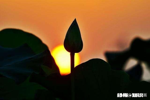 如何以天空为背景拍摄荷花