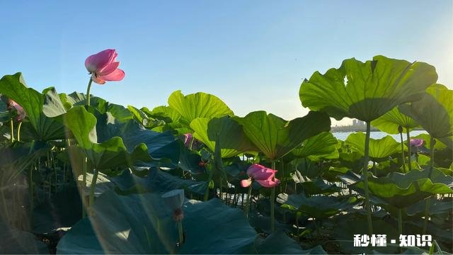 如何以天空为背景拍摄荷花