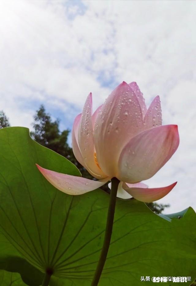 如何以天空为背景拍摄荷花