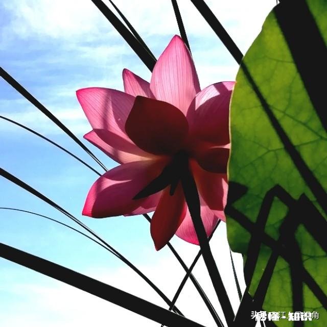 如何以天空为背景拍摄荷花