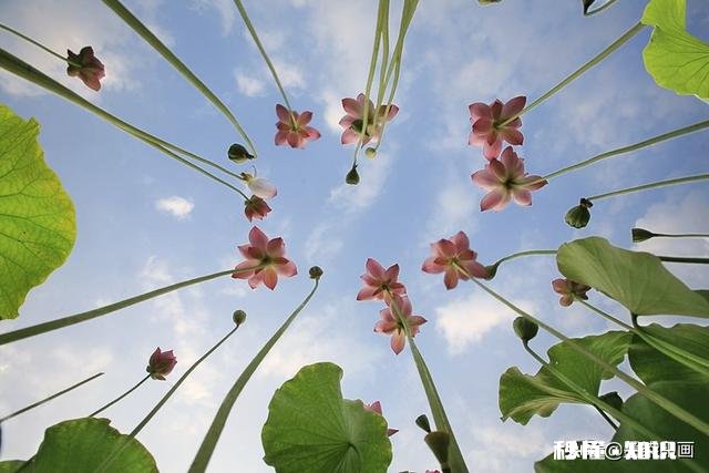 如何以天空为背景拍摄荷花