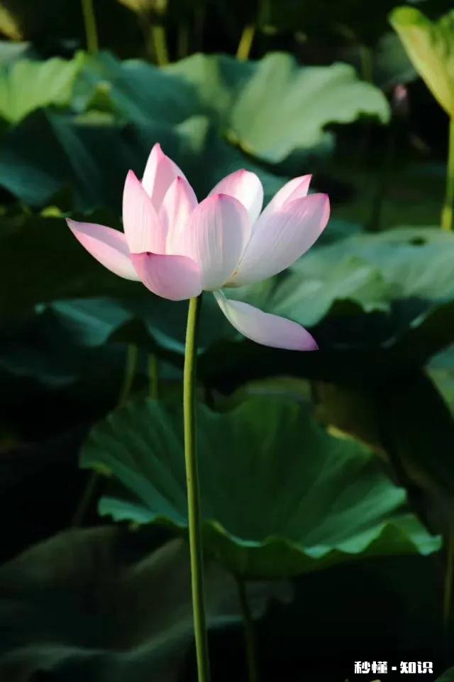 如何以天空为背景拍摄荷花