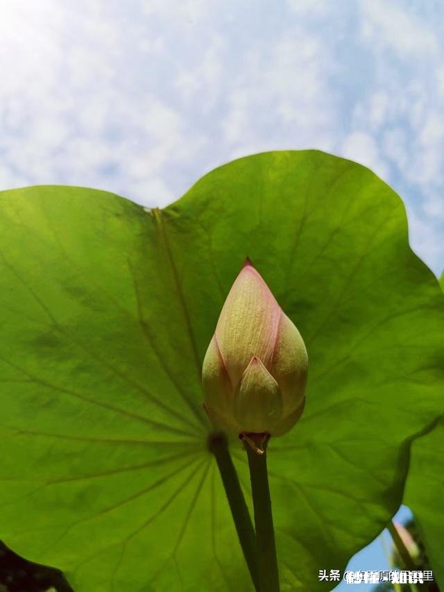 如何以天空为背景拍摄荷花