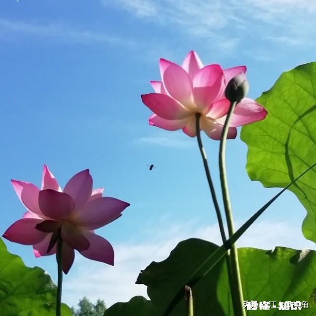 如何以天空为背景拍摄荷花