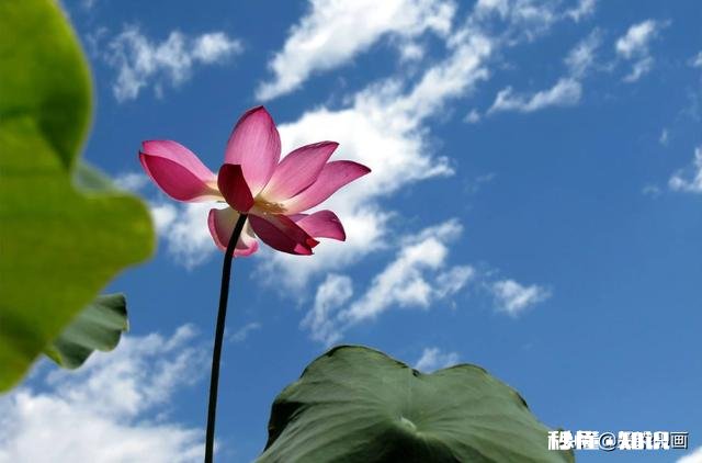 如何以天空为背景拍摄荷花