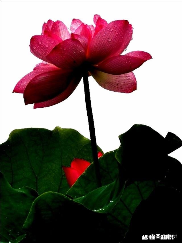 如何以天空为背景拍摄荷花