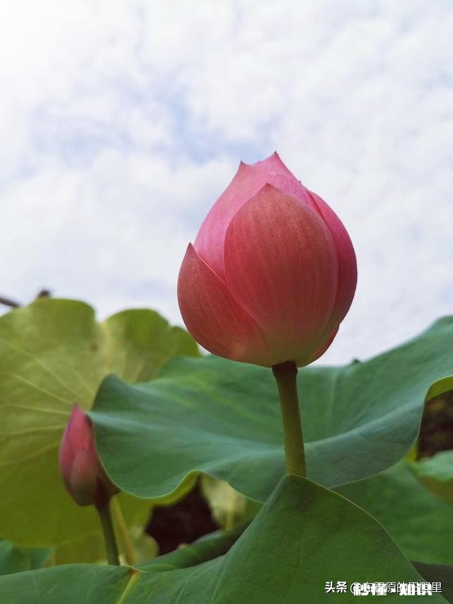 如何以天空为背景拍摄荷花