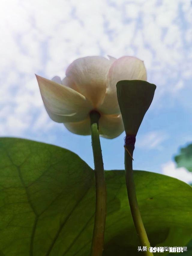 如何以天空为背景拍摄荷花